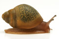 Achatina achatina depravata Ghana juvenil